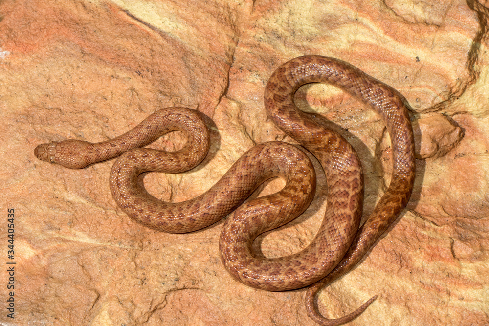 Fototapeta premium Pygmy Python