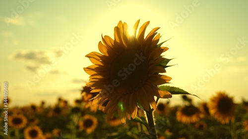 Beautiful sunflowers in summer field in rays of bright sun. Harvest ripens in field. field of yellow sunflower flowers on background of clouds. sunflower sways in wind. agricultural business