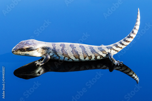 Eastern Blue-tongue Lizard on perspex photo