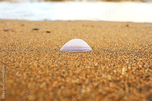 purple shell from a gerbil on a sandy beach against the background of white sea foam