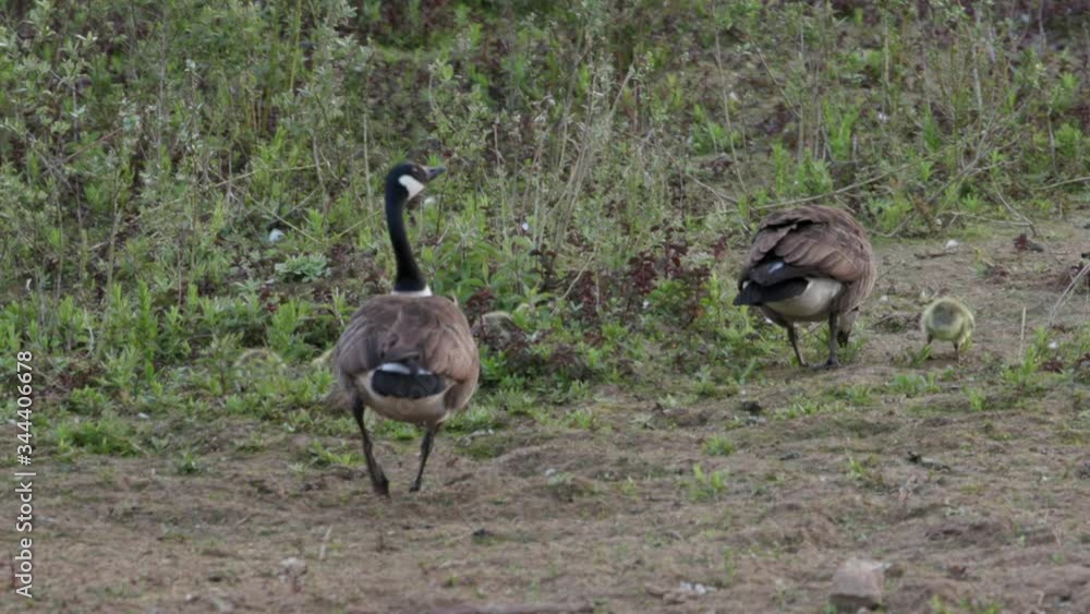Canada goose family (Branta canadensis) with goslings grazing on vegetation on sandy river bank Canada goose family (Branta canadensis) with goslings grazing on vegetation on sandy river bank