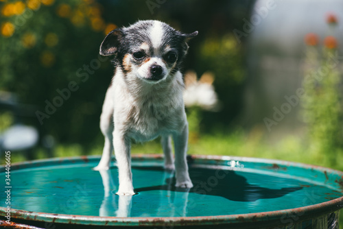 A small and funny Chihuahua dog standing on the lid of a barrel filled with water against a blurred summer garden. Stay at Home concept