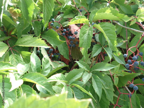 Thicky wild grapes with fruits photo