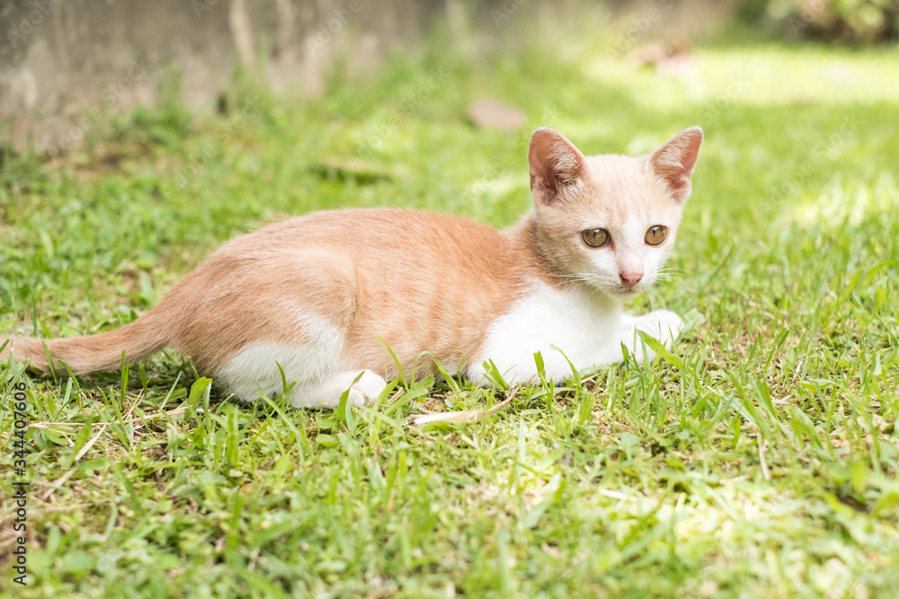 Kittens on green grass.Kitten looking at the victim.Kittens are playing on a green lawn. Kitten secretly on the grass.According to the victim or enemy.Free space to enter text.