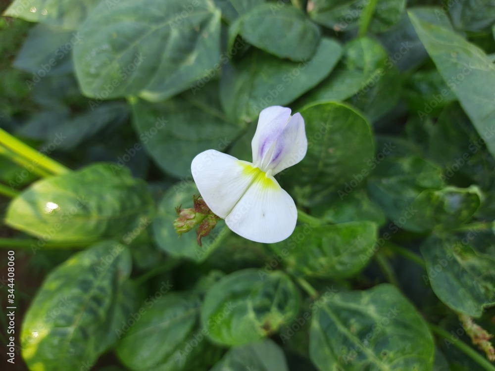 Flower of Cowpea field peas black-eyed peas crowder peas southern peas nylon Long green beans legumes.Flower of long bean.Purple flower of Cowpea tree and green leaves in garden,Organic yard long bean Flower of Cowpea field peas black-eyed peas crowder peas southern peas nylon Long green beans legumes.Flower of long bean.Purple flower of Cowpea tree and green leaves in garden,Organic yard long bean