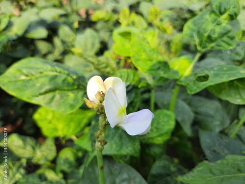 Flower of Cowpea field peas black-eyed peas crowder peas southern peas nylon Long green beans legumes.Flower of long bean.Purple flower of Cowpea tree and green leaves in garden,Organic yard long bean