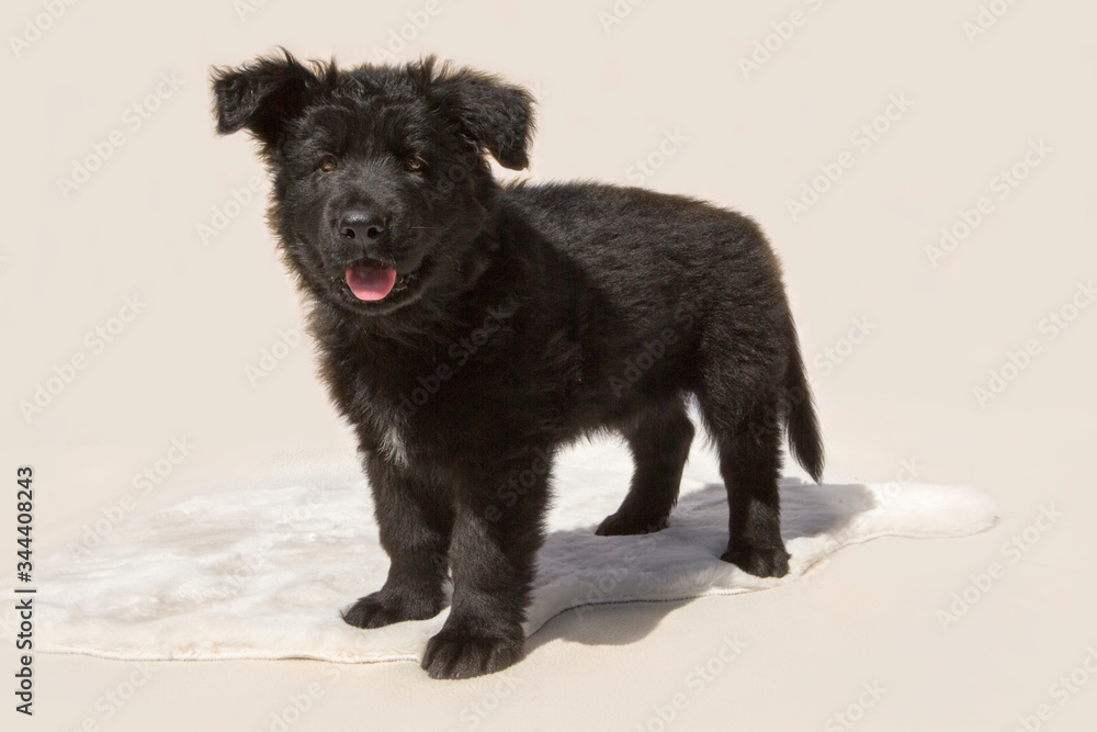 Naklejka premium Oud Duitse herderpup staat te poseren