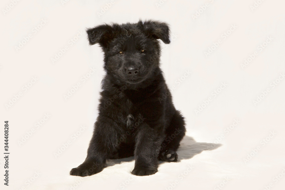 Schatige zwarte Duitse herder pup Schatige zwarte Duitse herder pup