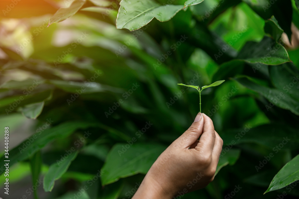 Hands of the farmer are planting the seedlings into the soil Hands of the farmer are planting the seedlings into the soil