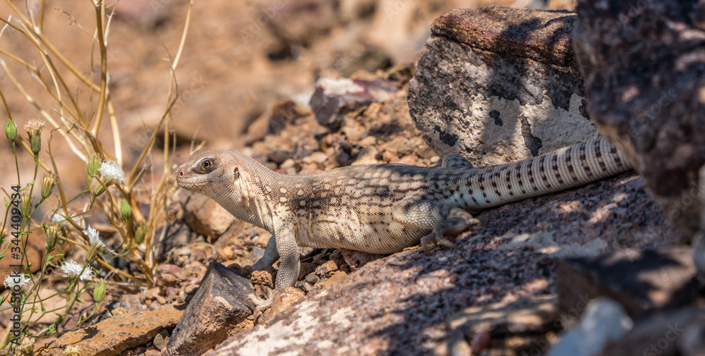 A desert iguana surveys the ground in search of food in the Mojave Desert. A desert iguana surveys the ground in search of food in the Mojave Desert.