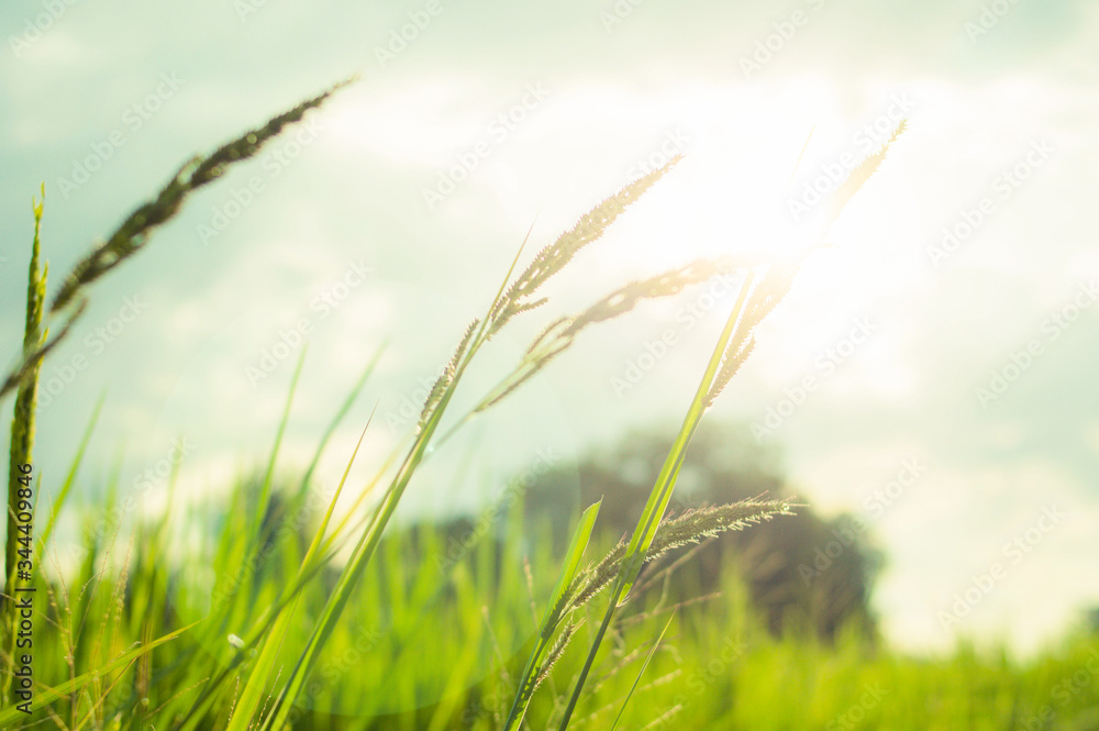 green grass on a sunny day