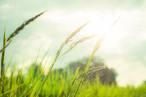 green grass on a sunny day