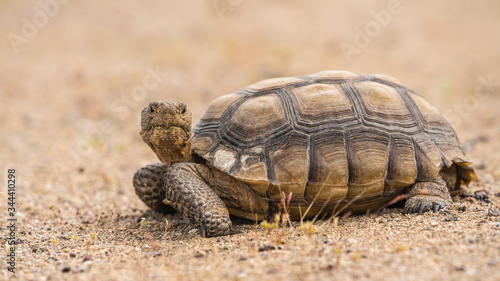 a desert tortoise in the Mojave Desert near Baker California, Gopherus agassizii. photo