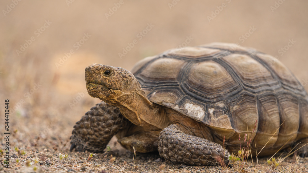 a desert tortoise in the Mojave Desert near Baker California, Gopherus agassizii. a desert tortoise in the Mojave Desert near Baker California, Gopherus agassizii.