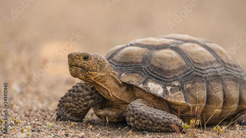 a desert tortoise in the Mojave Desert near Baker California, Gopherus agassizii. © buttbongo