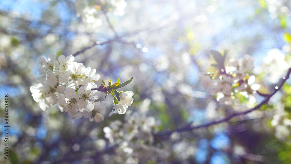 Flowering branches of trees in spring. Background with flowers in backlight and focus on several flowers. Flowering branches of trees in spring. Background with flowers in backlight and focus on several flowers.