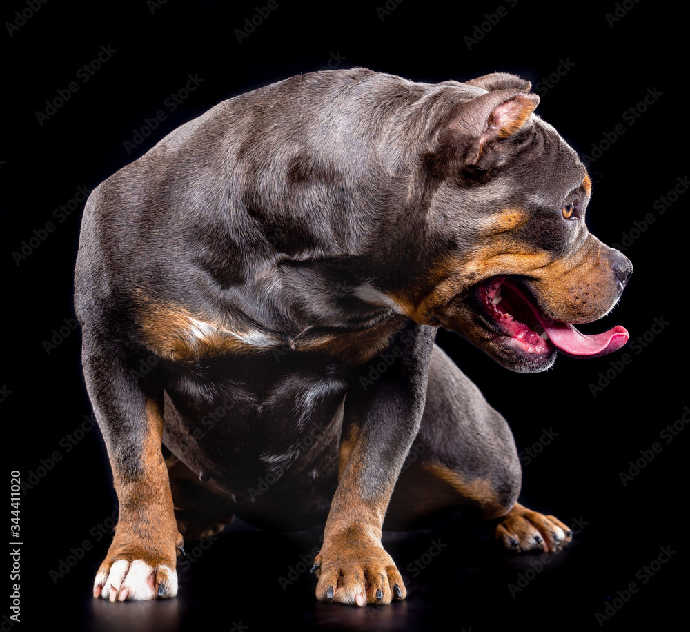 American bull , dog, studio photography on a black background American bull , dog, studio photography on a black background