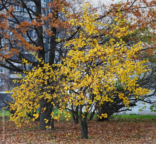 Autumn tree with yellow foliage in the yard of a house