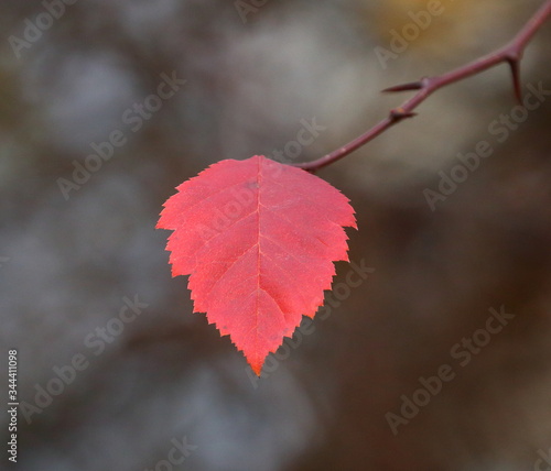 A single red leaf on a bare branch of an autumn tree