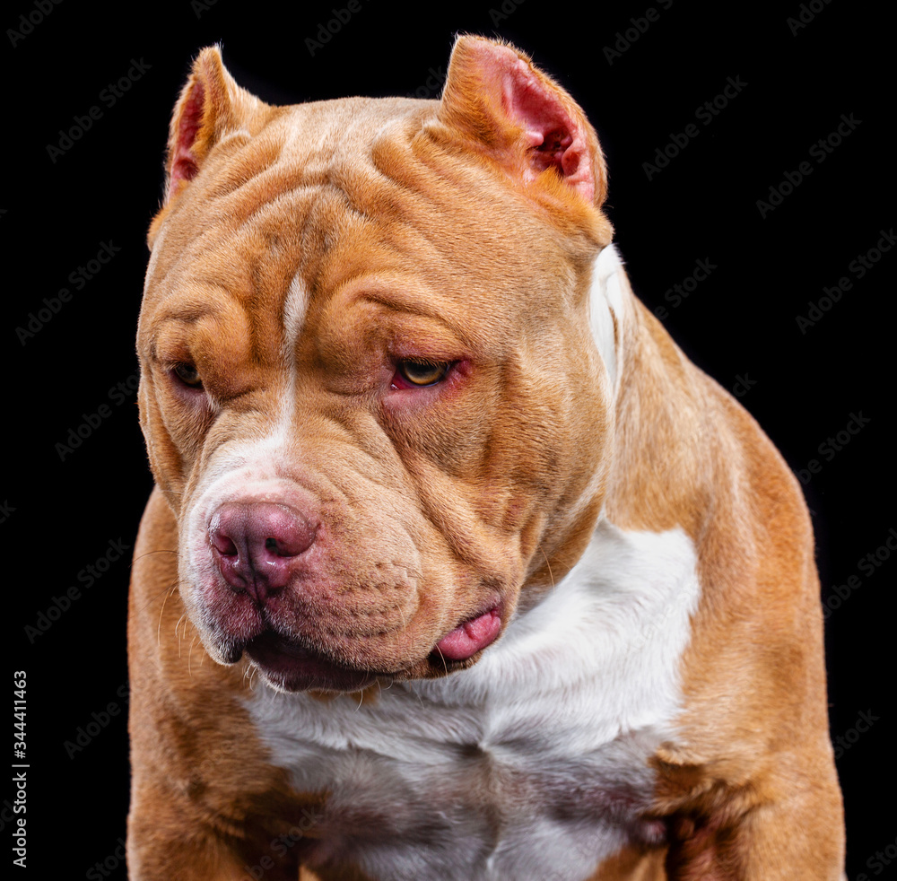 American bull , dog, studio photography on a black background American bull , dog, studio photography on a black background