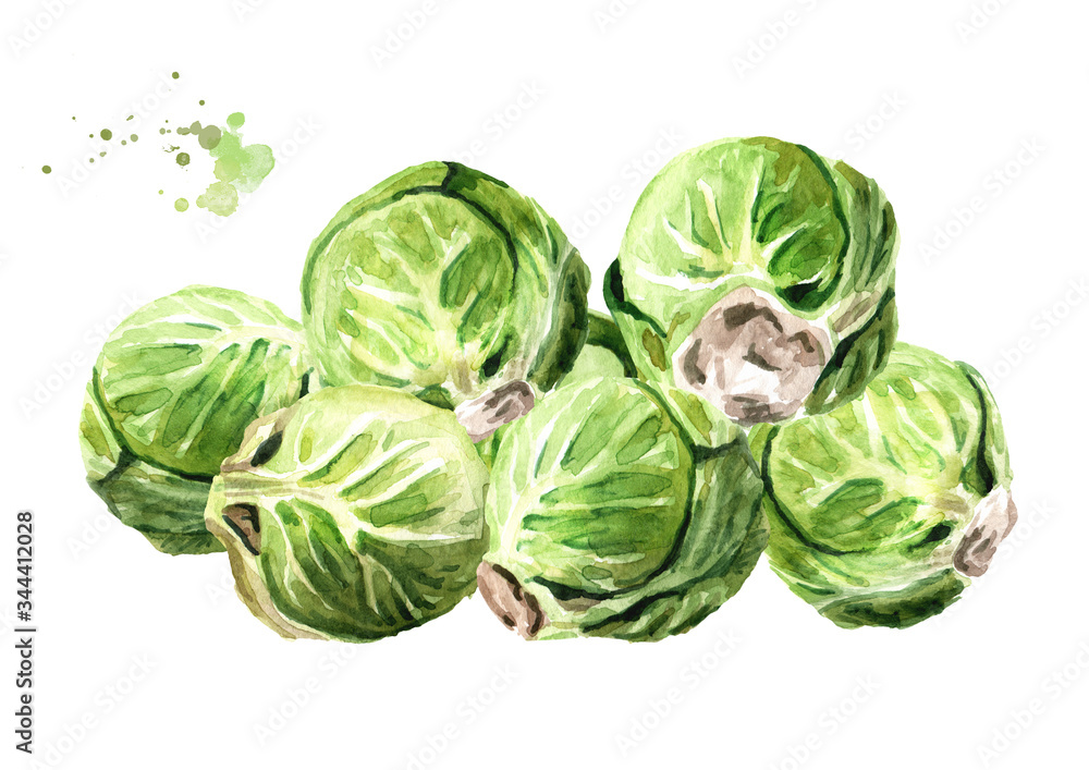 Fototapeta premium Heap of Brussels sprouts. Hand drawn watercolor illustration isolated on white background