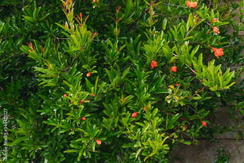 Fototapeta Naklejka Na Ścianę i Meble -  Pomegranate tree in bloom close up in the garden