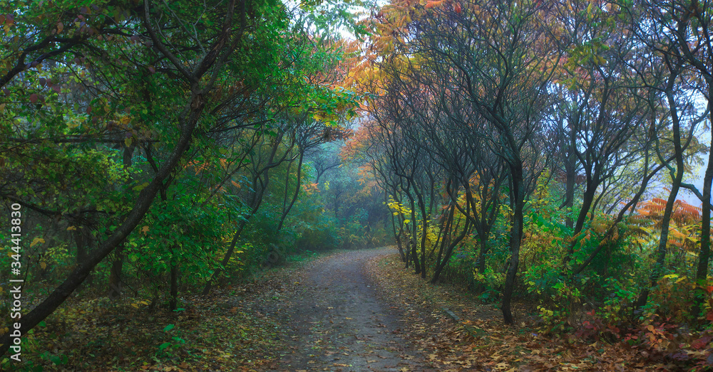 The beautiful avenue in the park with a lot of trees and leaves on the floor The beautiful avenue in the park with a lot of trees and leaves on the floor