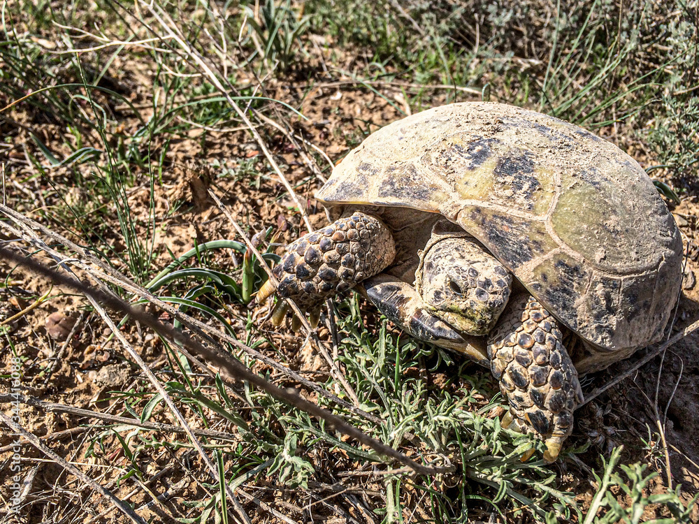 turtles big in the steppe for design
turtles big in the steppe for design