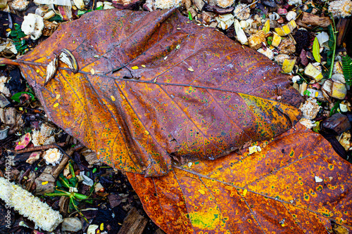 Large yellow leafes on the groud in park photo