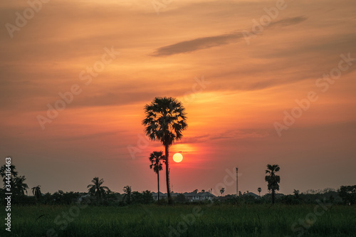 dandelion in the sunset © Phachara
