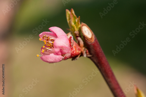 Blossoming apple tree flower of bright pink color on a thin branch after warming in the spring.