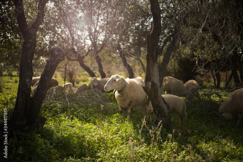 pastoral picture with a flock of sheep on a background of beautiful trees