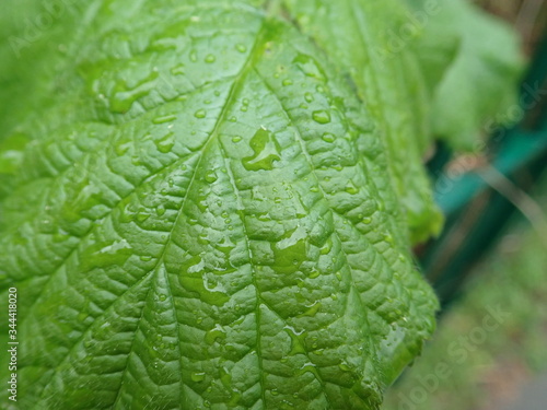 motning dew water drop on a green leaf photo