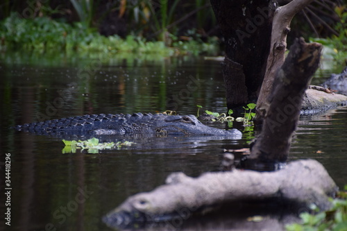 crocodile in wildlife