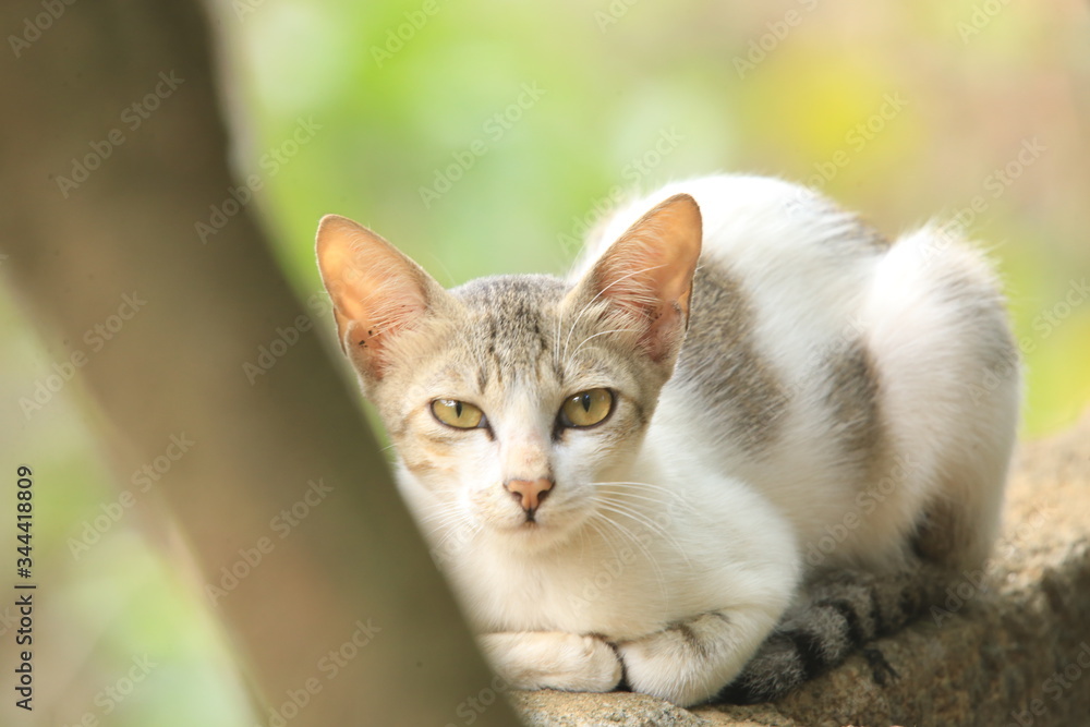 Obraz premium portrait of a cat