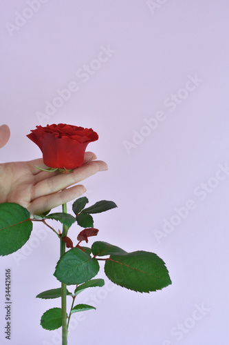 Woman hand with nails polish and rose. Beauty concept. Female hand hold red rose on pink background. Rose for mothers day, wedding and valentines day. Close up