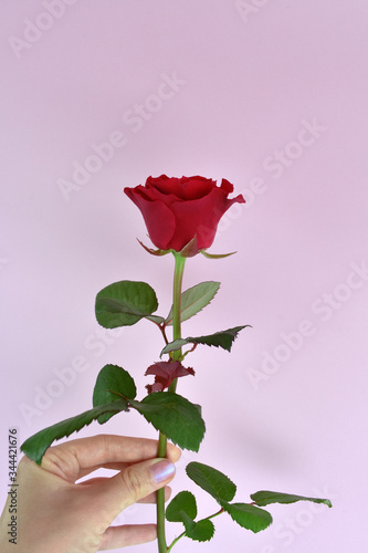 Woman hand with nails polish and rose. Beauty concept. Female hand hold red rose on pink background. Rose for mothers day, wedding and valentines day. Close up