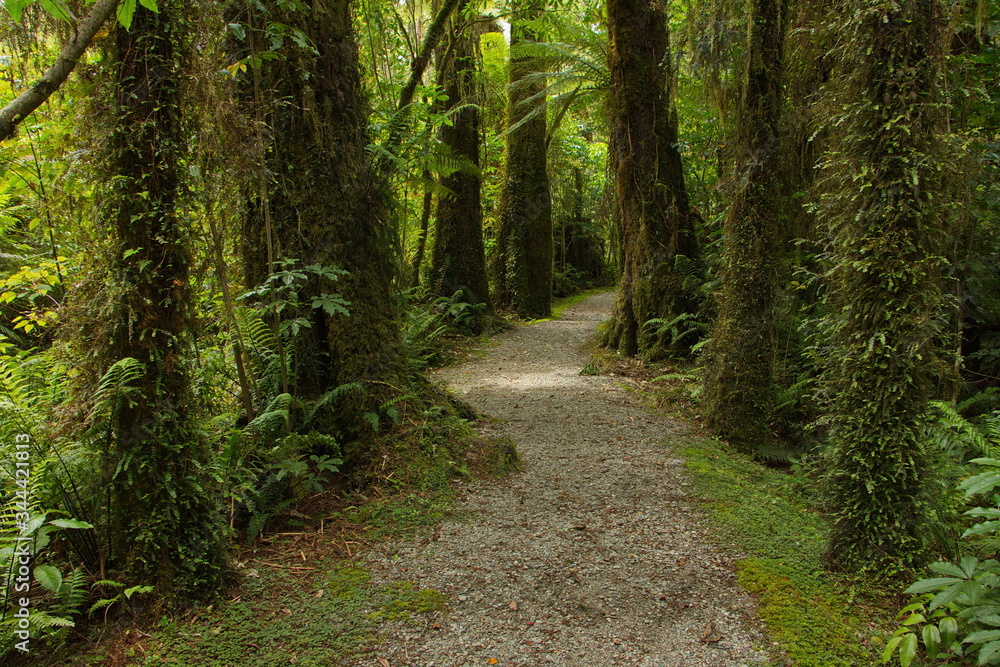 Trees at Kahikatea walk an Lake Kaniere on West Coast on South Island of New Zealand
