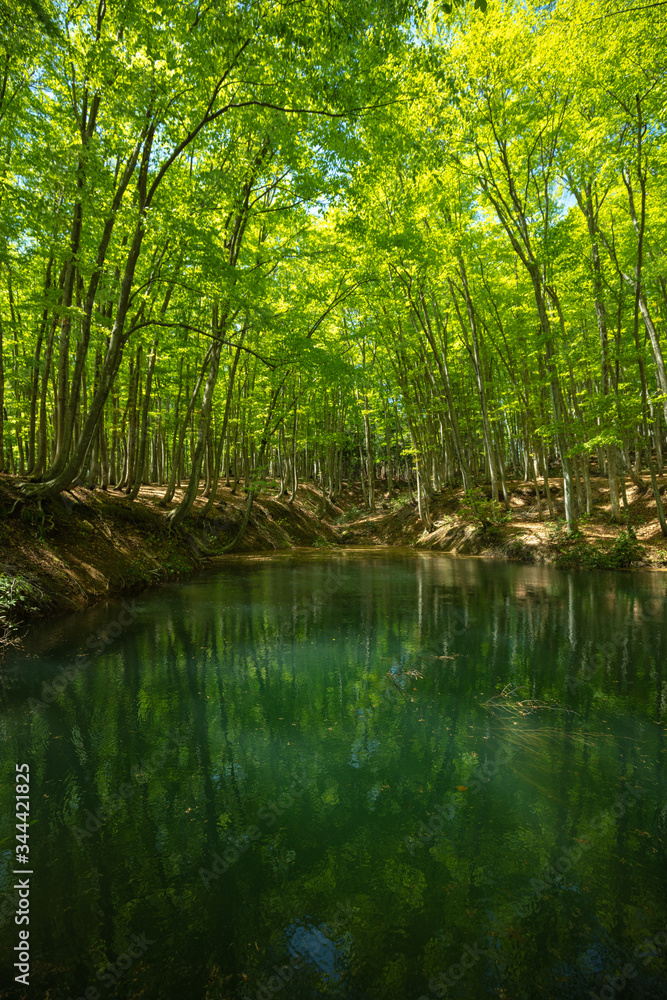 新潟県 美人林 新緑