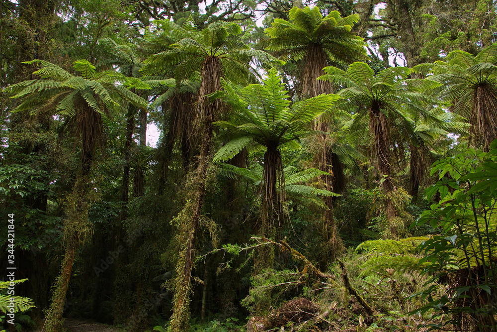 Trees at Kahikatea walk an Lake Kaniere on West Coast on South Island of New Zealand
Trees at Kahikatea walk an Lake Kaniere on West Coast on South Island of New Zealand