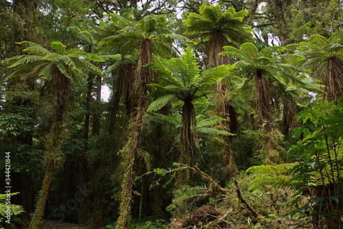 Trees at Kahikatea walk an Lake Kaniere on West Coast on South Island of New Zealand 