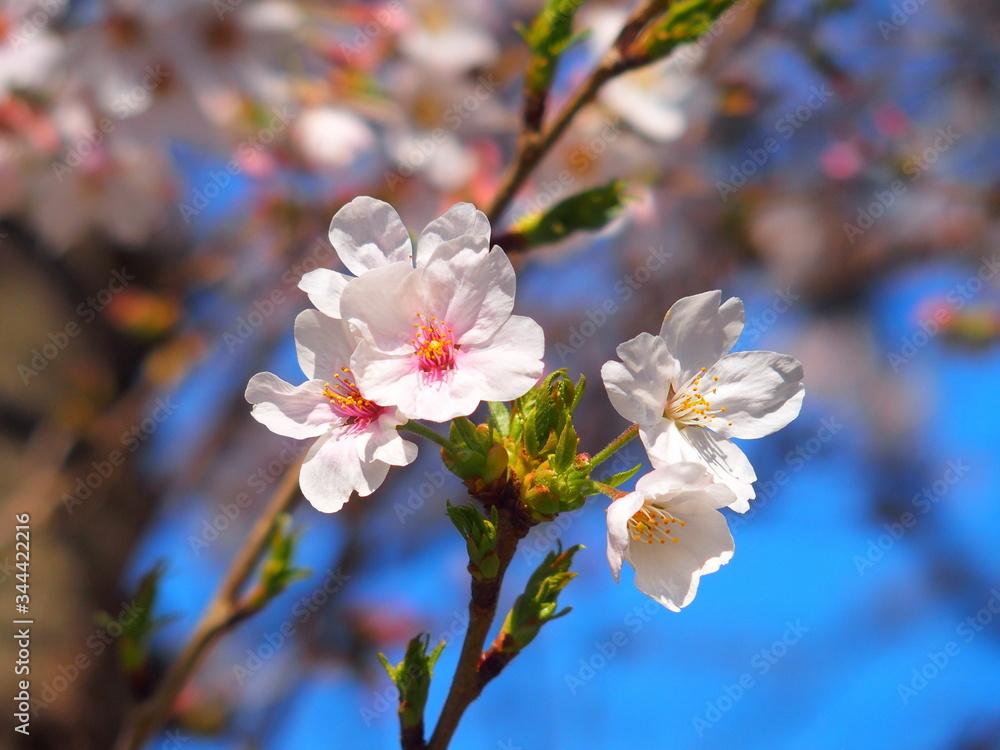 Obraz premium 満開の桜と青空