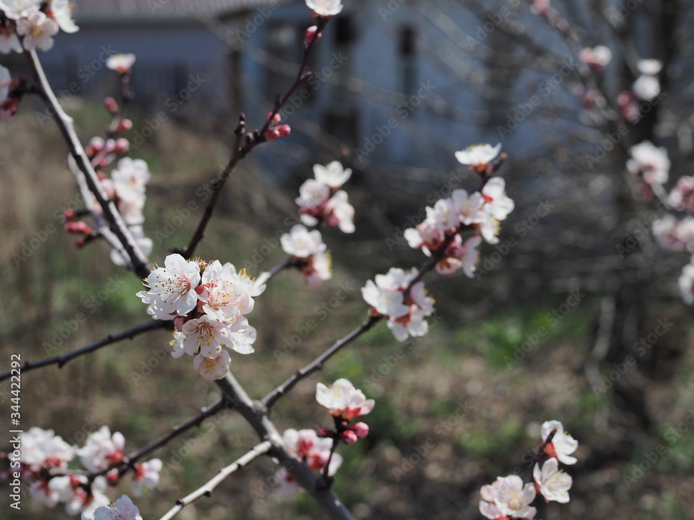 Branches of a white flowering apricots with a sunlight Branches of a white flowering apricots with a sunlight