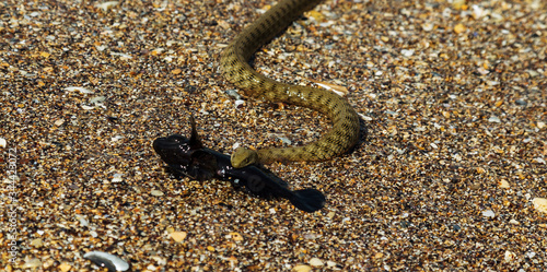 Water Moccasin (Agkistrodon piscivorus) eating male Bullfrog (Rana catesbeiana). Snake caught prey. European runner caught sea fish goby. Snake eats fish caught