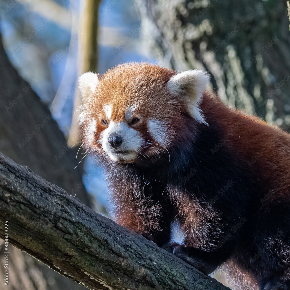 Fototapeta premium Red panda, Ailurus fulgens, portrait of a cute animal 