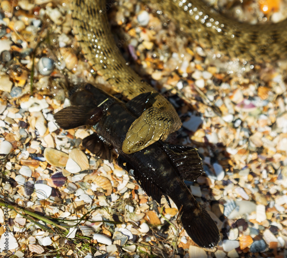 Water Moccasin (Agkistrodon piscivorus) eating male Bullfrog (Rana