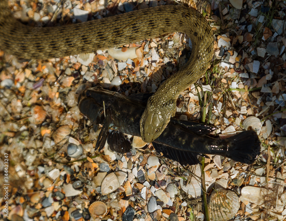 Foto de Water Moccasin (Agkistrodon piscivorus) eating male Bullfrog