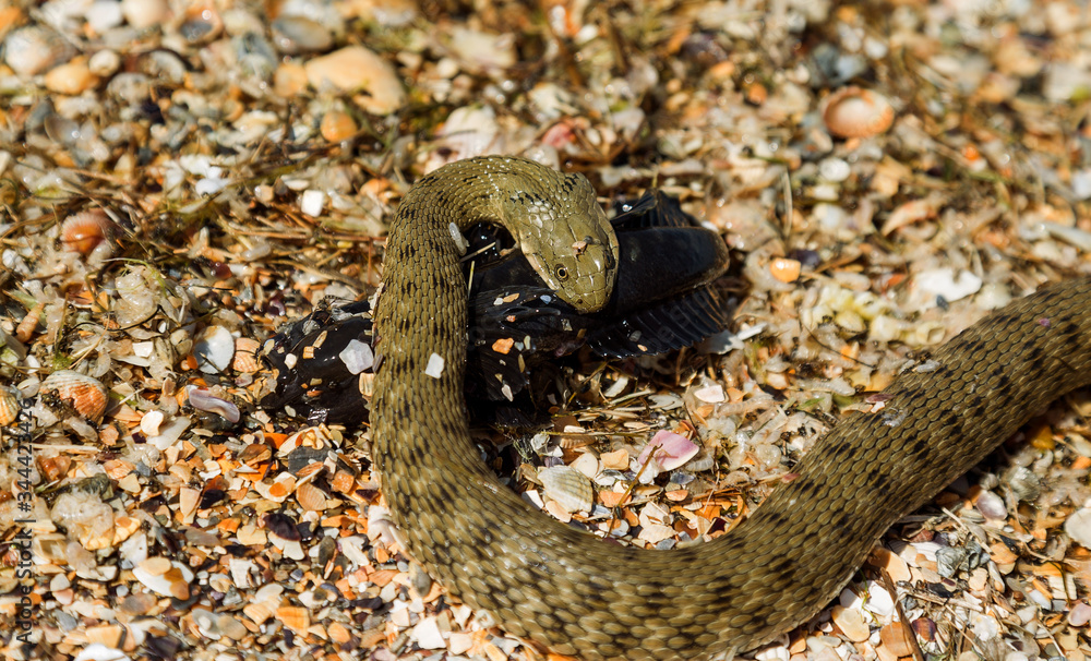 Fotografia do Stock Water Moccasin (Agkistrodon piscivorus) eating