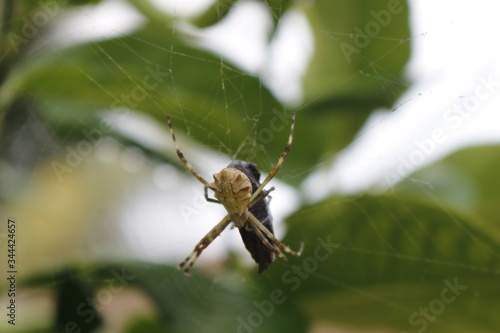 Aranha comendo um inseto