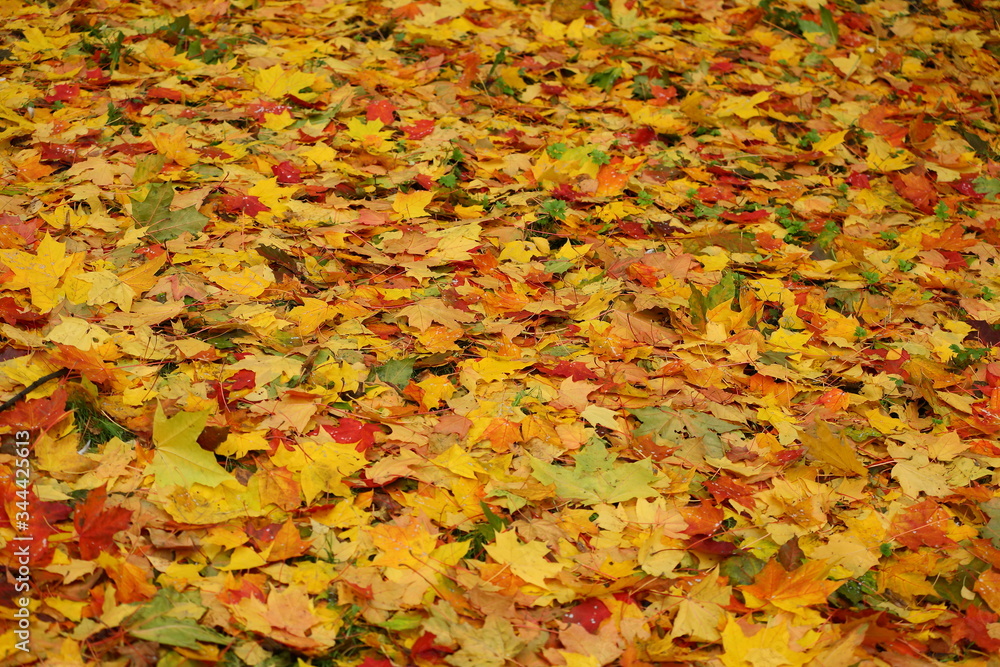 Bright autumn yellow orange red leaves on earth Bright autumn yellow orange red leaves on earth